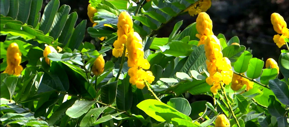 Cassia alata