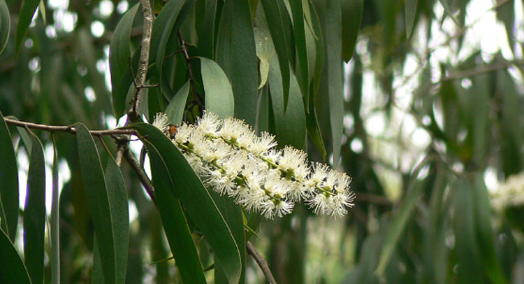 Cajeput oil