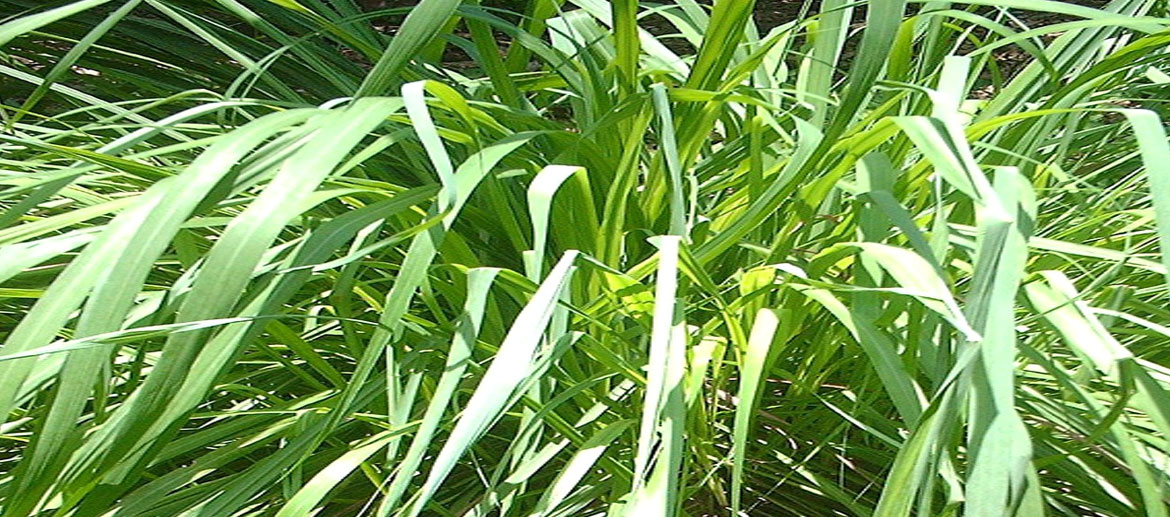 Citronella Essential Oil