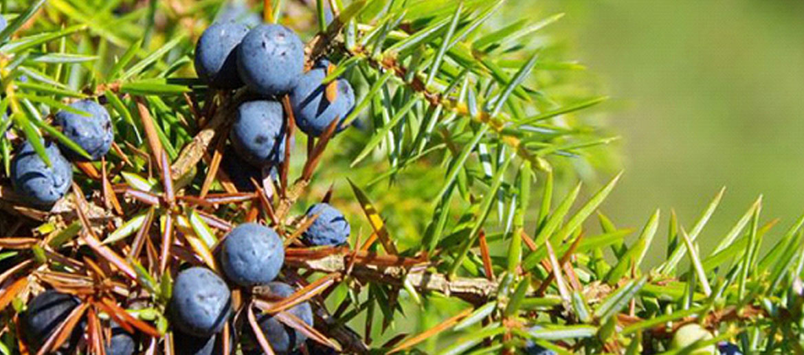 Juniper Berry Essential Oil, Suppliers, Exporters ,Manufacture in India