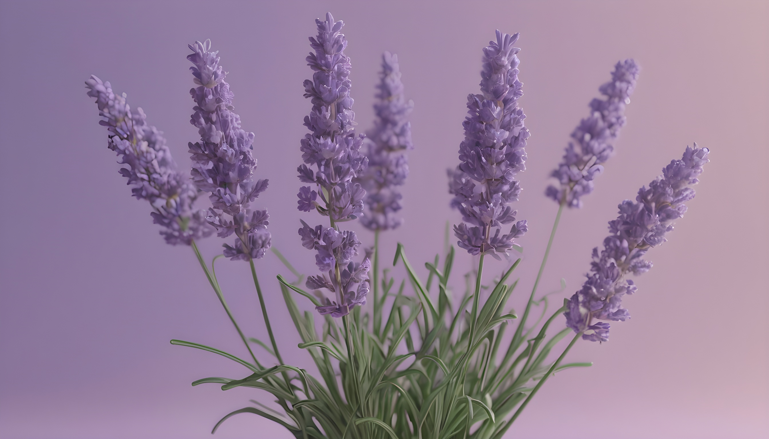 Lavender oil