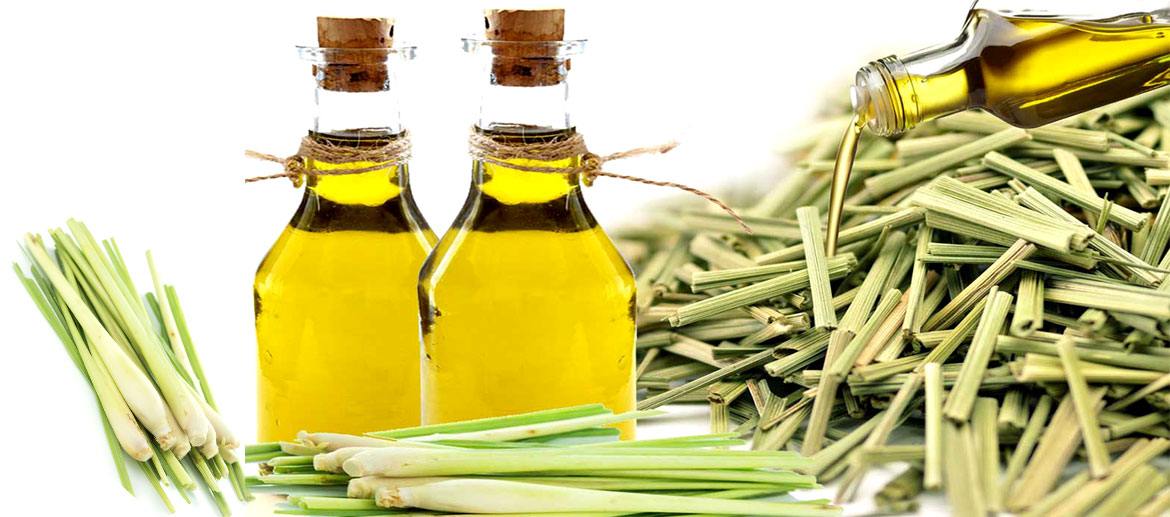 Lemongrass Oil ,Suppliers, Manufacturer - 100% Pure Essential Oils