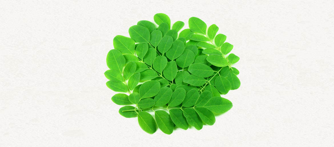 Moringa leaf