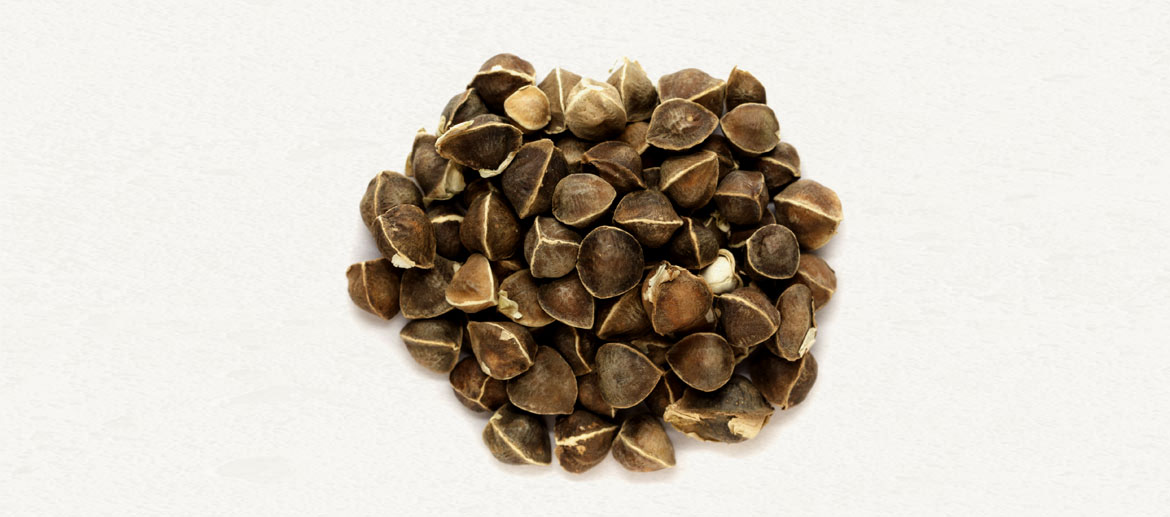 Moringa Seed