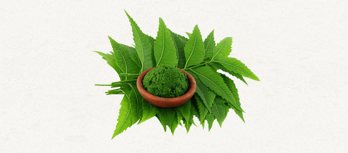 Neem Leaf